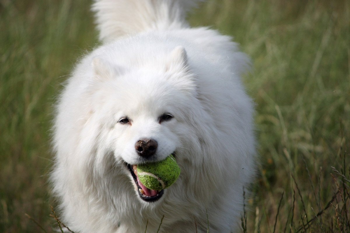 Le Samoyède 2eme chien le plus cher du monde 2020