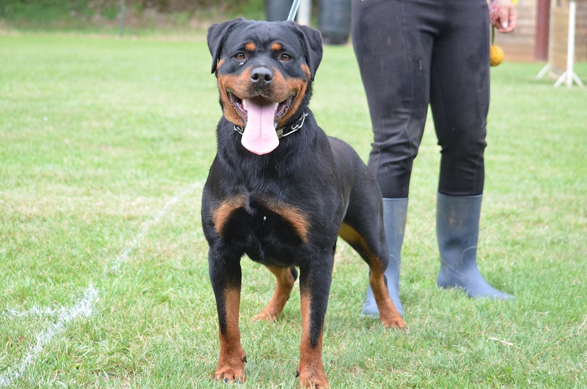 chien Rottweiler